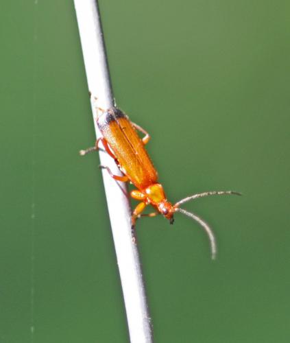 Réf. 248 076 : Rhagonycha fulva